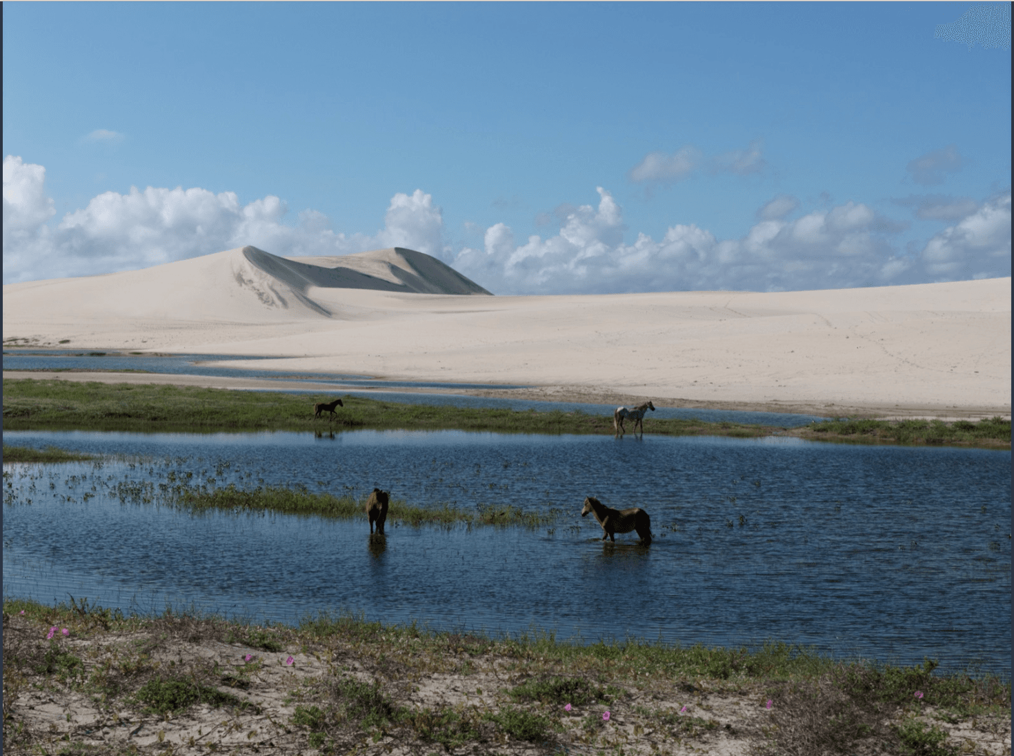 Cavalos selvagens na lagoa interdunar de Moréias