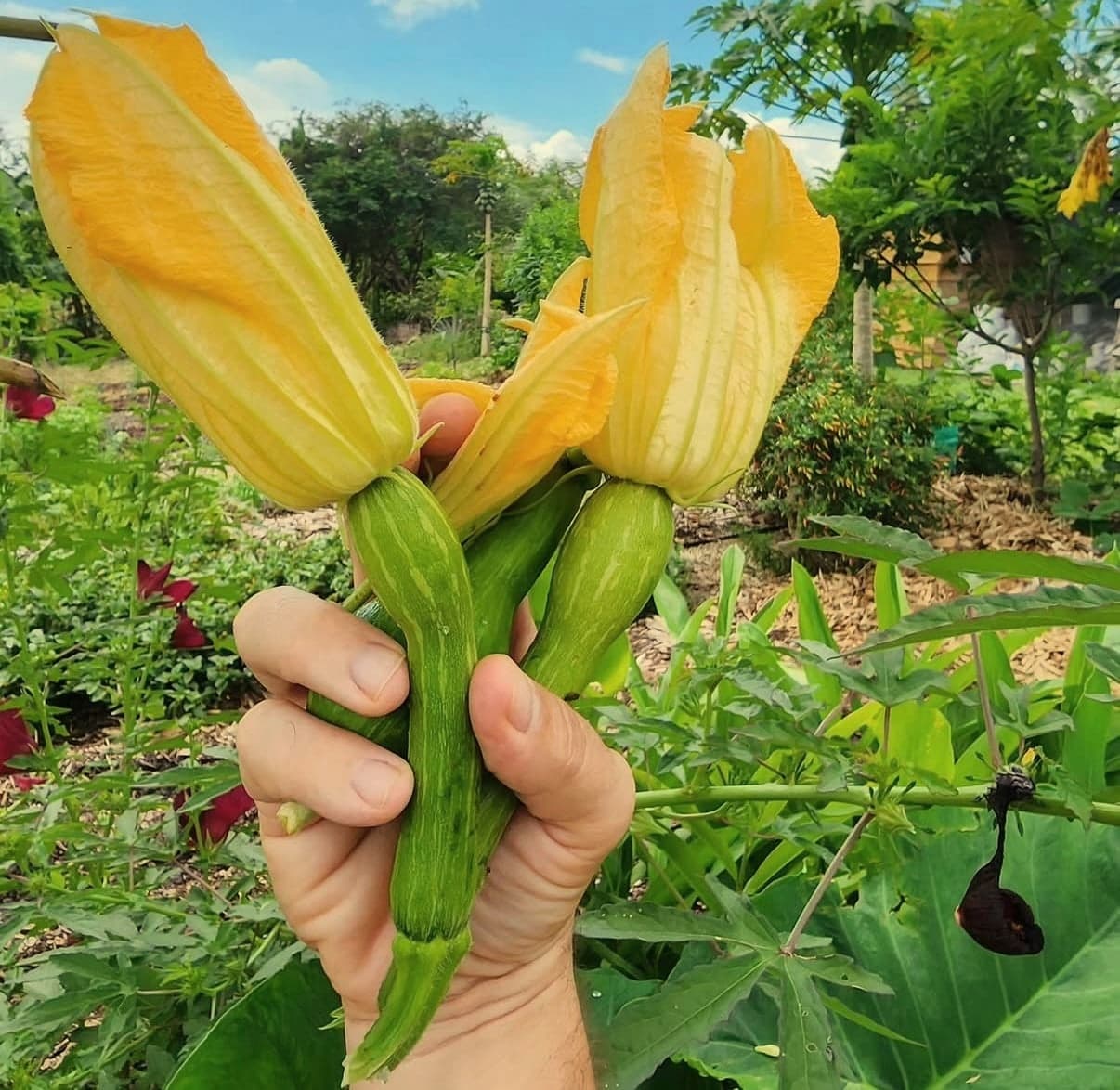 La fleur de courgette, cueillie au potager, à la table de Moréias