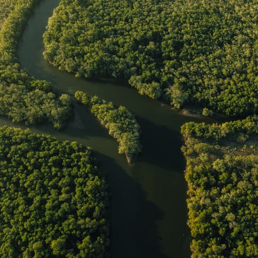 O manguezal acompanhando o rio, visto do alto