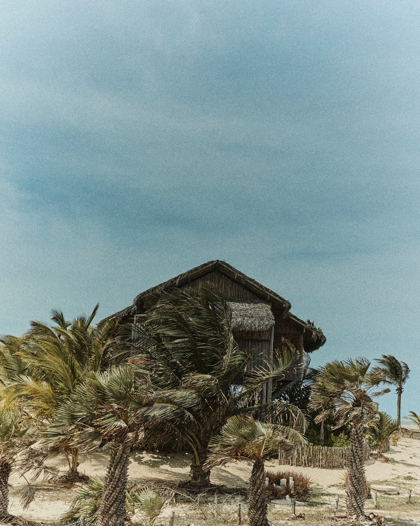 A thatched bungalow among the coconut palms, in the wind