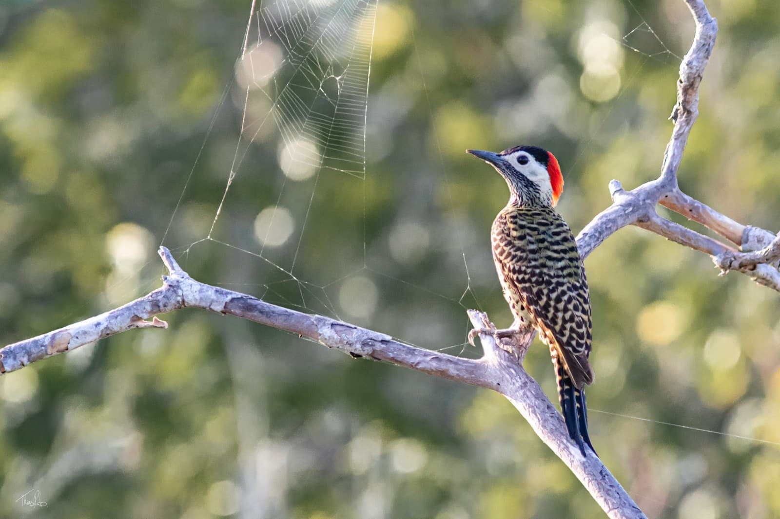 Pica-pau no galho, birdwatching em Moréias
