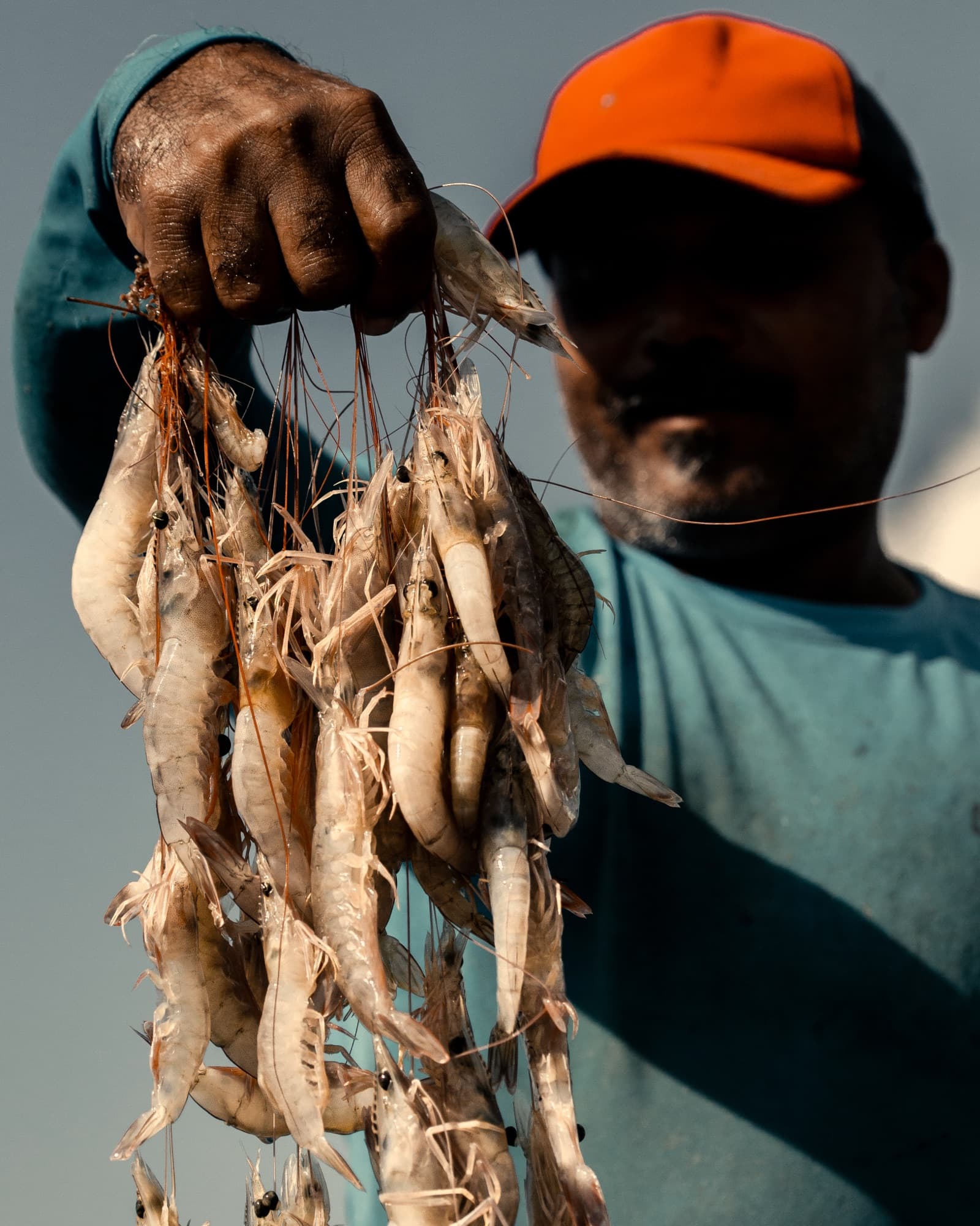 Um pescador com o camarão do dia