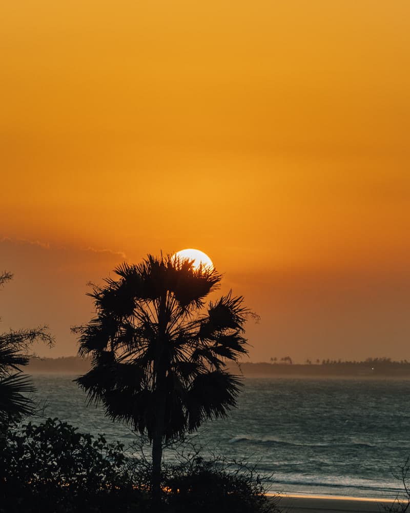 The sun setting over the water, with a coconut palm in silhouette